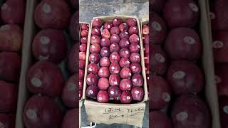 APPLE 🍎 MARKET WHOLESALE DISTRIBUTERS GUNTAKAL ANDHRA PRADESH GUNTAKAL