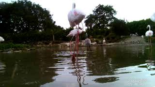 #12 - Pensthorpe flamingos - Hungry flamingo chick