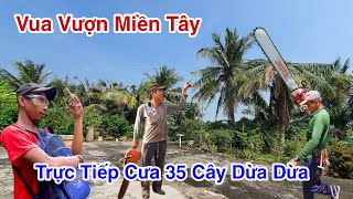 Vua Vượn Miền Tây Cưa Nhiều Cây Dừa Tại Thạnh Phú Thạnh Hoá Long An