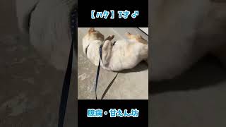 【テトハクのお散歩☆彡.。】#shorts #ショート #猫 #猫動画 #猫のいる暮らし #猫好きさんと繋がりたい #猫好き #猫散歩 #散歩 #散歩する猫 #かわいい