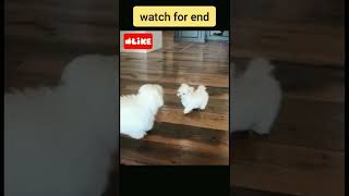 Big dog hitting little puppy #short #video #viral #dog