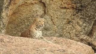 Bera Expedition, leopard of Jawai Bandh