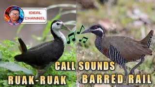 Huni ng Tikling Ruak ruak and Barred rail call sounds