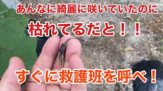 家庭菜園ナスの救助とミニ白菜を種まき！