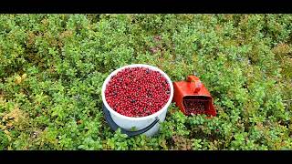 Finnish Superfood Puolukka (Vaccinium vitis-idaea)