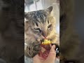 焼き芋好き好き毛玉🧶　 cat ねこ ねこのいる生活 保護猫 猫 長毛猫 毛玉 サイベリアン 猫のいる暮らし キジトラ 焼き芋