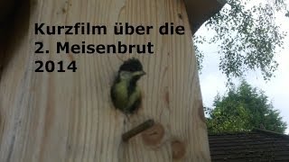 Kurzfilm über die 2. Kohlmeisenbrut 2014