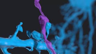 Look Inside a Synapse