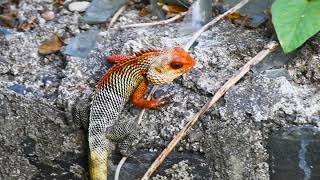 Garden Lizard(Calotes Versicolor) Breeding Color!