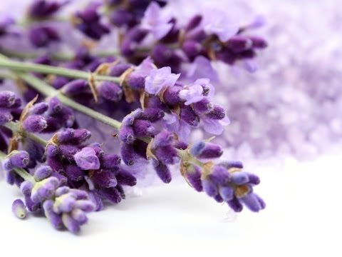 How and when to prune your Lavender How and when to prune your Lavender