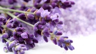 How and when to prune your Lavender