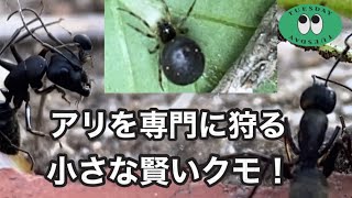 大型アリをクレーンのように吊り上げ捕食する賢いクモ