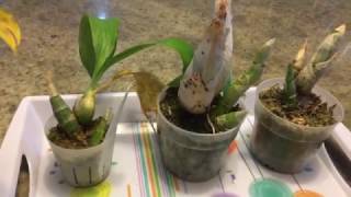 FernCrafts: Catasetum type orchids going into dormancy- Dec, 2016