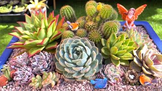 Beautiful Succulents in Glazed Rectangle Pot