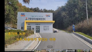 홍자매농원은 김천에서 자두와 복숭아를 재배 농가로  제철 과일를 직거래로 판매하고 있습니다.