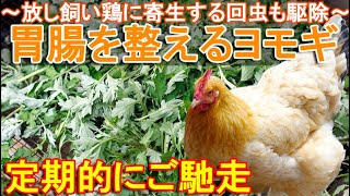 胃腸を整えるヨモギ～庭で放し飼いのニワトリに寄生する鶏回虫を駆除する薬草～