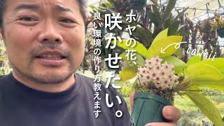 ホヤが開花しない原因を解説