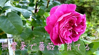 無農薬で薔薇を育てるって難しくないよ♫