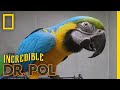 Dr. Pol Meets a Nice Bird | The Incredible Dr. Pol