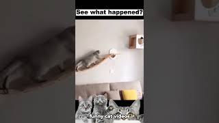 see what happened? #catvideos #catvideos  #funnycats #funnyvideo #catvideos  #funnyanimals