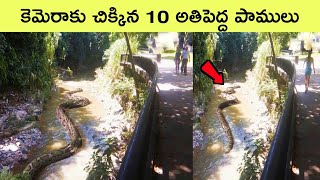 Top 10 biggest snakes ever caught on camera | biggest snakes | longest snakes | BMC facts