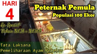 MEMELIHARA AYAM PETELUR DARI DOC SAMPAI PRODUKSI UMUR 4 HARI