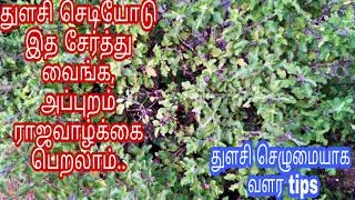 துளசி செடியோடு இத சேர்த்து வைங்க-துளசி செழிப்பாக வளர tips | Tulsi benefits in tamil| Tulasi payangal