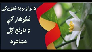 ننګرهار کې د نارنج ګل مشاعره |Narinj Gul Poetry in Nangrahar