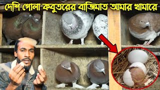 রিপোটার মুকুলের নতুন খামারে মাত্র ৬ দিনেই কবুতর ডিম দিলো #দেশি #kabutar #দেশি_কবুতরের_খামার 2025