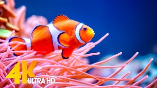 Aquarium 4K VIDEO (ULTRA HD) 🐠 Beautiful Coral Reef Fish - Sleep Relaxing Meditation Music