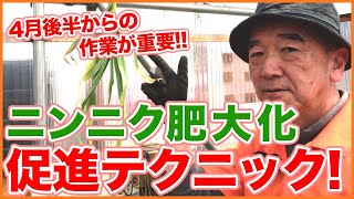 家庭菜園や農園のニンニク栽培は4月後半が重要！？収穫までに肥大化させるニンニクの育て方を徹底解説！【農園ライフ】