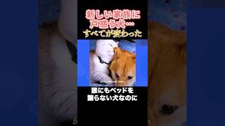 新しい家族に戸惑う犬…でも、ある瞬間全てが変わった#どうぶつほっこり劇場