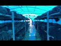 straw mushroom ផ្សិតចំបើង watering the compost efb at required ph