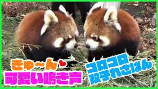 可愛く遊ぶソックリ双子の見分け方＆レッサーパンダの鳴き声【旭山動物園　レッサーパンダ】