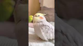 【もふもふ】パパの側で眠るセキセイインコとオカメインコ/The parakeet and cockatiel sleeping by my dad's side #cockatiel #parrot