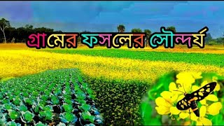 গ্রাম বাংলার সৌন্দর্য। গ্রামের ফসলের সৌন্দর্য।  ফসলের সৌন্দর্য। মাঠের সৌন্দর্য। #foryou #গ্ৰামবাংলা