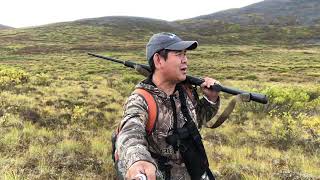 ล่ากวางคาริบูร์ ชำแหละกวาง Caribou Hunting Skin Caribou Alaska hunting alaska north alaska