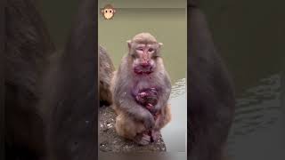 Adorable little monkey wildlife | Funny Monkeys | Poorest baby monkey