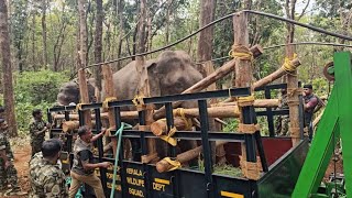 മൂന്നാറിനെ വിറപ്പിച്ച കൊല കെമ്പനെ മയക്കുവെടിവെച്ച് പിടികൂടിയ ദൃശ്യങ്ങൾ .