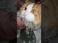 Наш улюбленець котик Фіон cat catlover pets funny memes favorite love кіт кітукраїнець