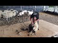 shearing the swiss valais cannon hall farm