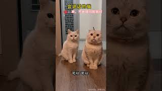 会说话的猫-不会提问就别问了#cat #cutecat #funnycat #funny