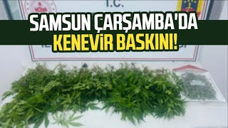 Samsun Çarşamba'da kenevir baskını!