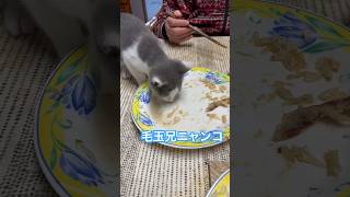 ネコと子ネコとおじさん　バァバの残したお魚を食べる毛玉兄ニャンコ　#shorts #cat #cats #ねこ #ねこのいる生活 #猫 #保護猫 #猫のいる暮らし #kitty #子猫 #毛玉ニャンコ