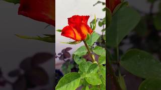 Alinka Rose Flowers #flowers #nature #sorts #love #youtubeshorts #viralvideo