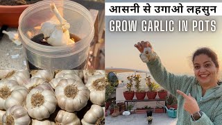 🧄🏡Best Method to grow Garlic | Big Size Lehsun Ugane ke Sahi Tarika | GetMyHarvest👩‍🌾🧄