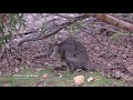 kangaroo island australia nature south australia wildlife landscapes