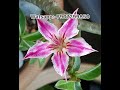 10 അഡീനിയം ചെടികൾ വെറും 499 രൂപക്ക്. leafgarden adenium adeniumplantcare adeniumsale combopack