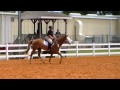 dressage suitability elements of dressage pattern_june