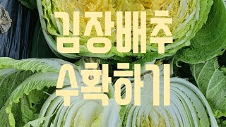 배추수확시기에 따라 배추 맛이 달라진다